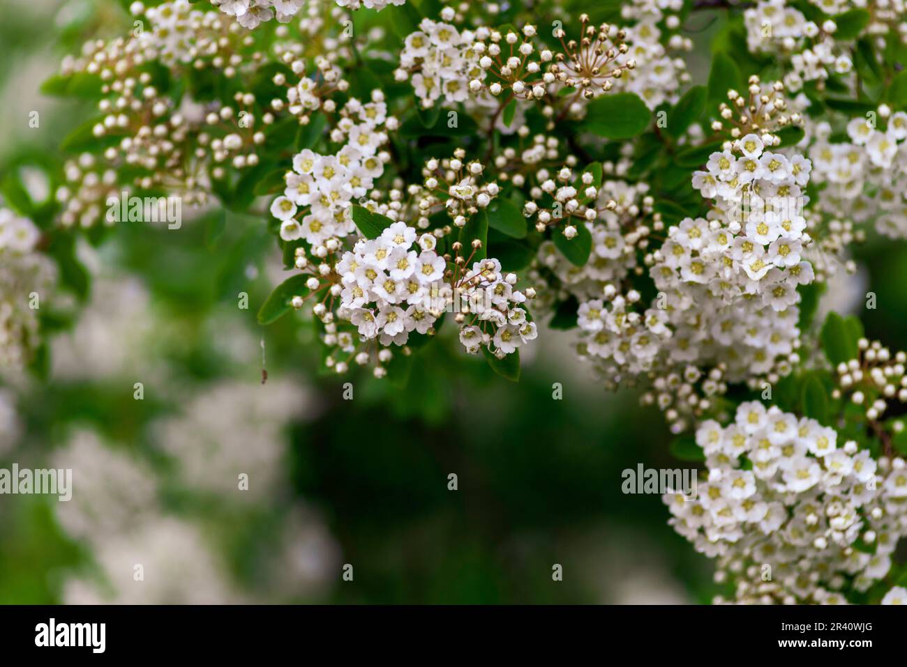絵画 Reeves spirea 絵画 Reeves spirea 絵画 Reeves spirea 絵画 Reeves spirea