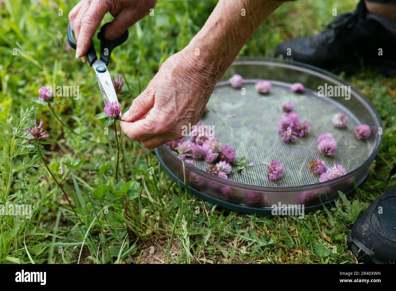 Woman collecting red clover (Trifolium pratense) blossoms in a garden to make a skin care lotion. Stock Photo