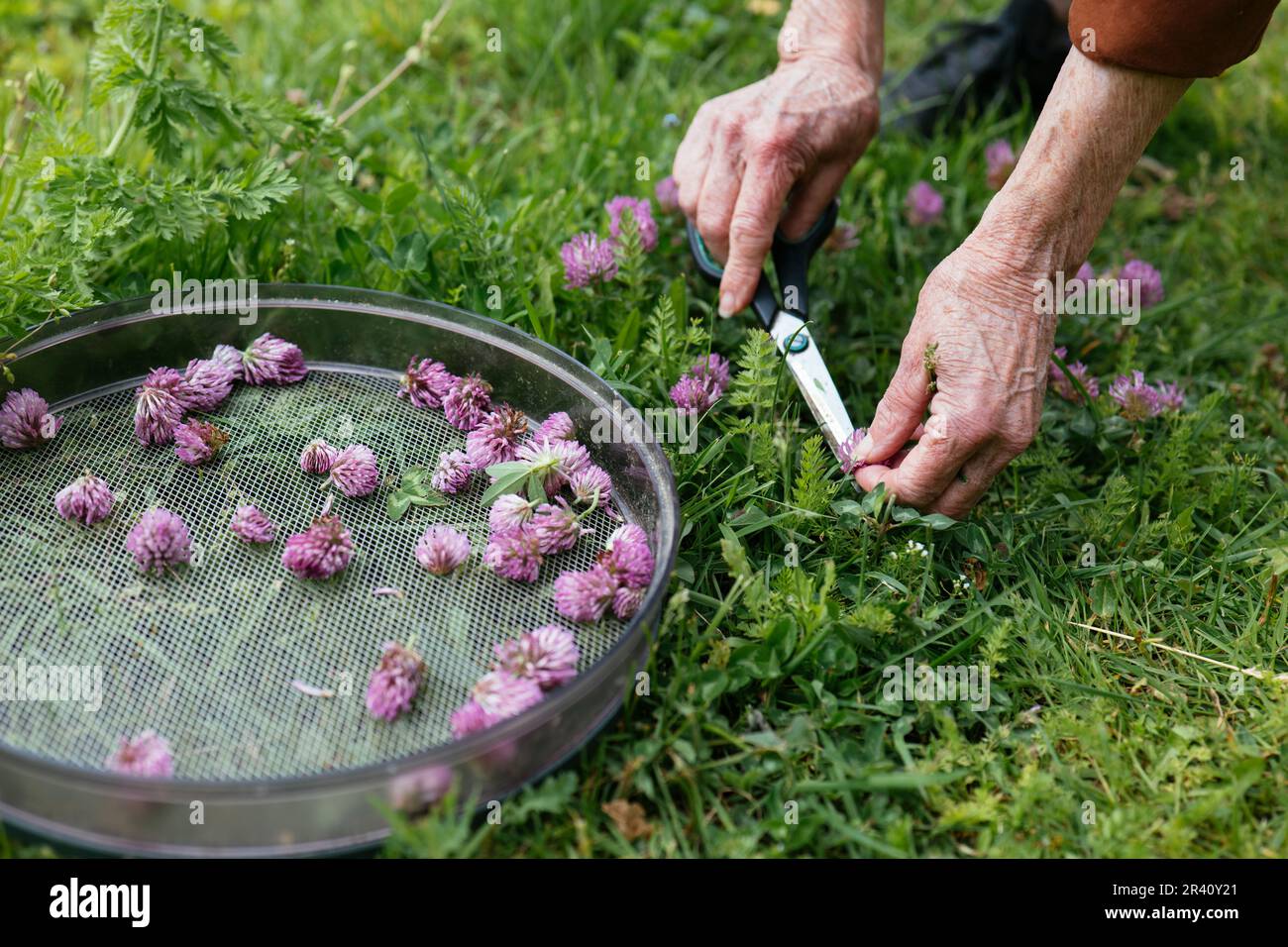 Woman collecting red clover (Trifolium pratense) blossoms in a garden to make a skin care lotion. Stock Photo