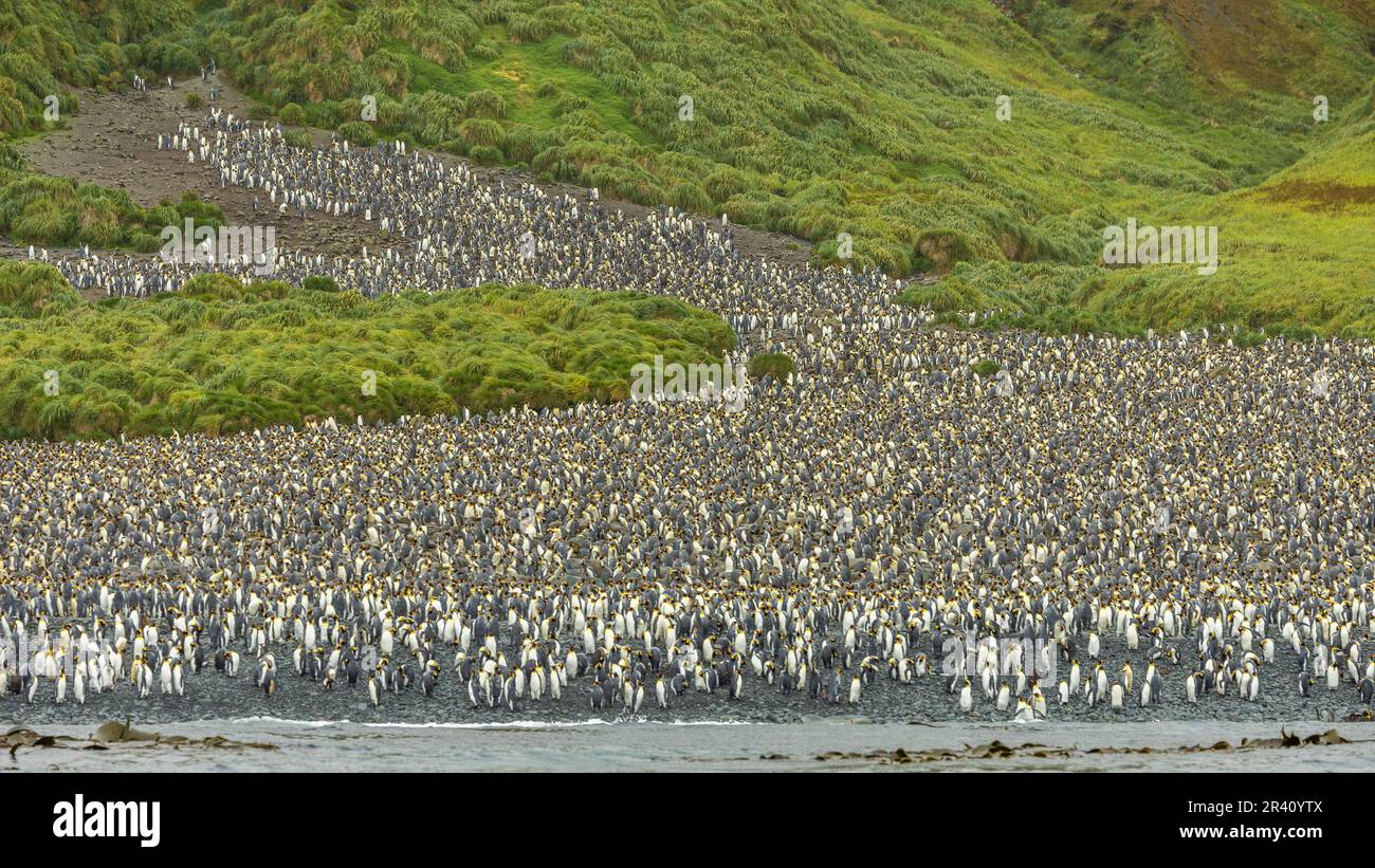 King Penguin Colony, Lusitania Bay, Macquarie Island, Australia Stock