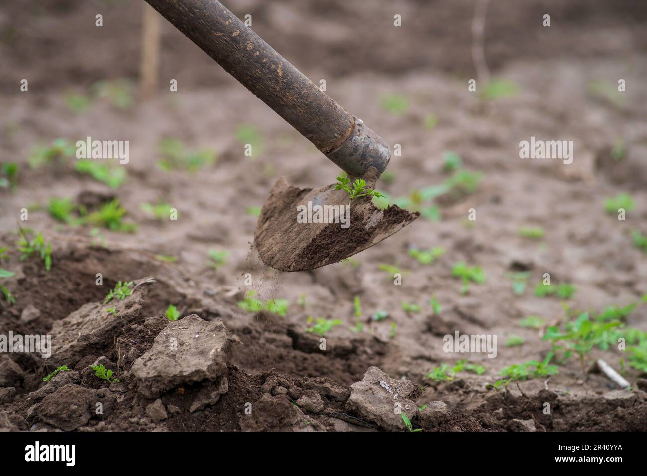 Hoeing soil 2024