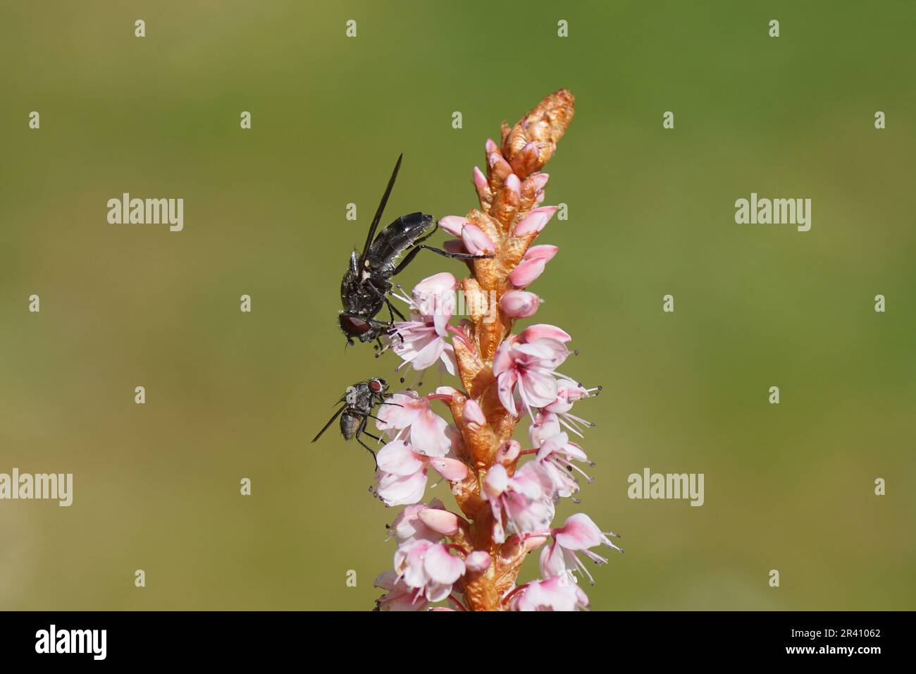 Closeup hoverfly Cheilosia variabilis, family Syrphidae and a Root-maggot fly, family Anthomyiidae on a pink flower of Himalayan bistort Stock Photo