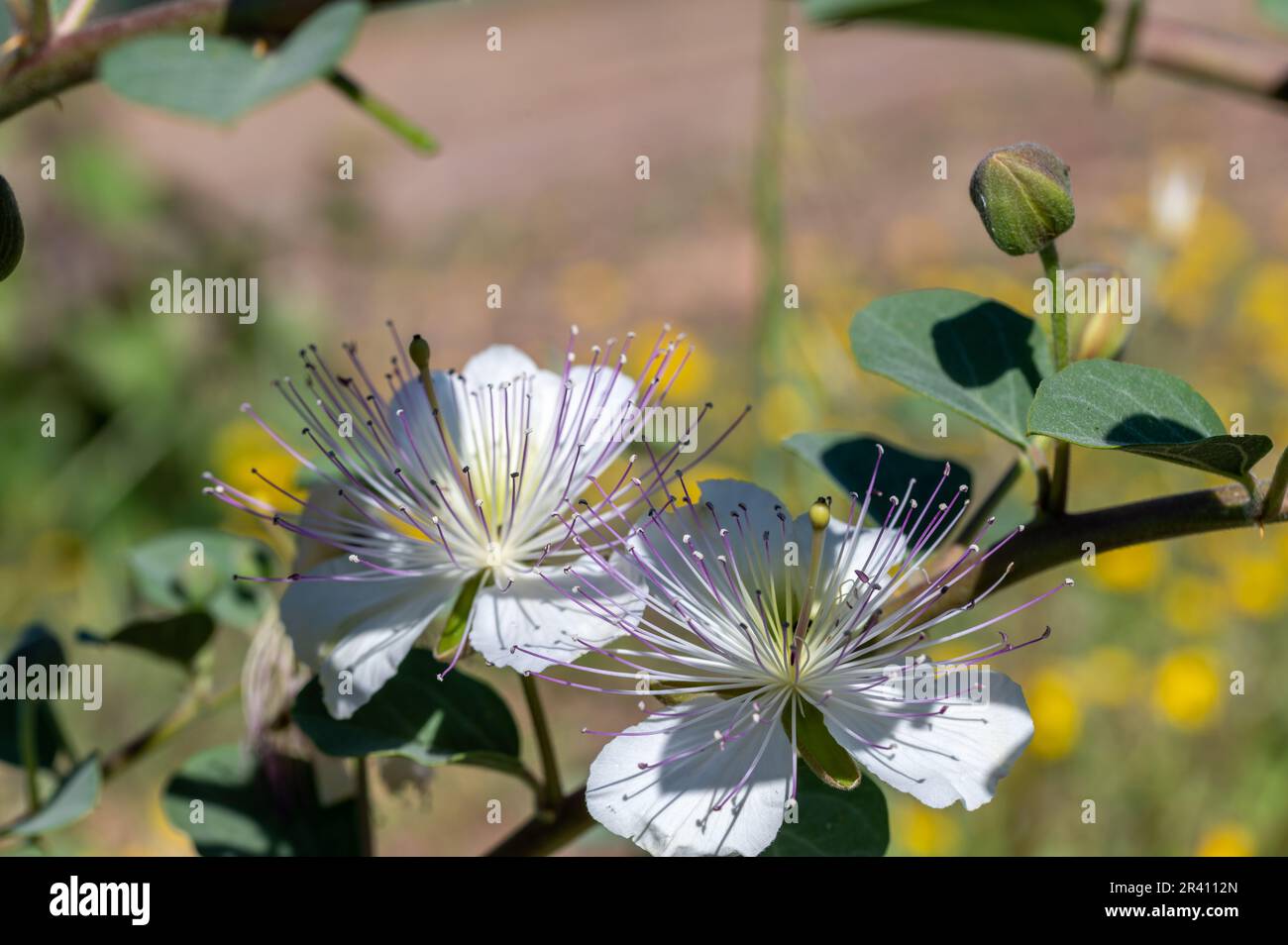 Detail of buds and a beautiful caper flower (Capparis spinosa) with long stamens in the field Stock Photo