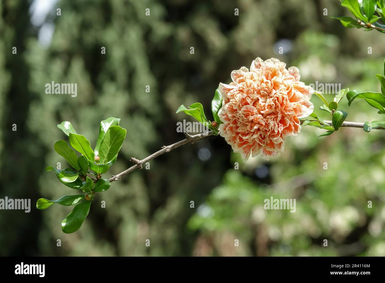 Pomegranate flower (Punica granatum) on a branch Stock Photo