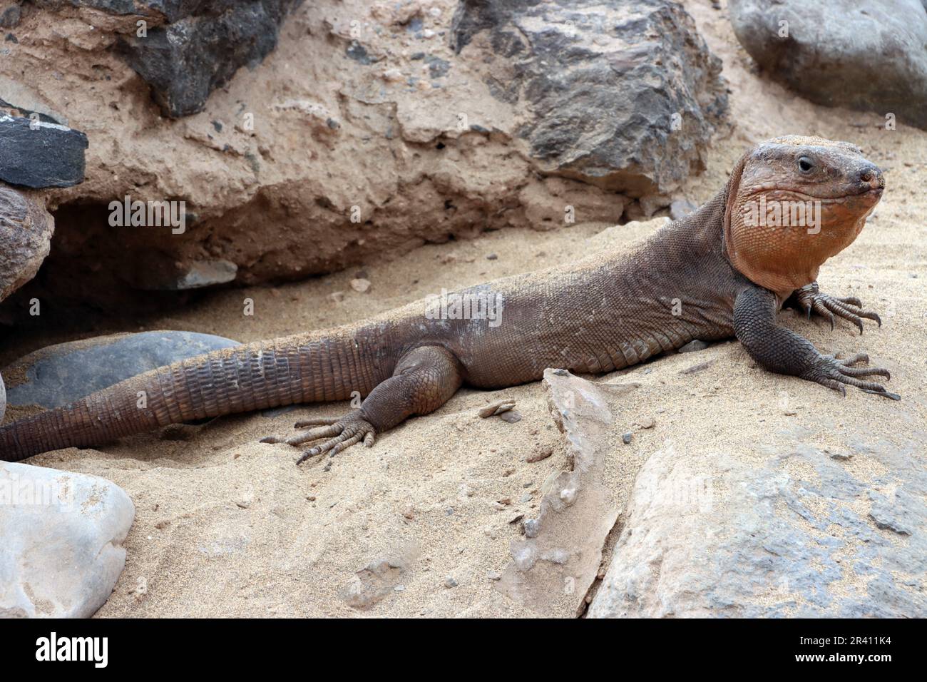 Gran Canaria giant lizard (Gallotia stehlini Stock Photo Alamy