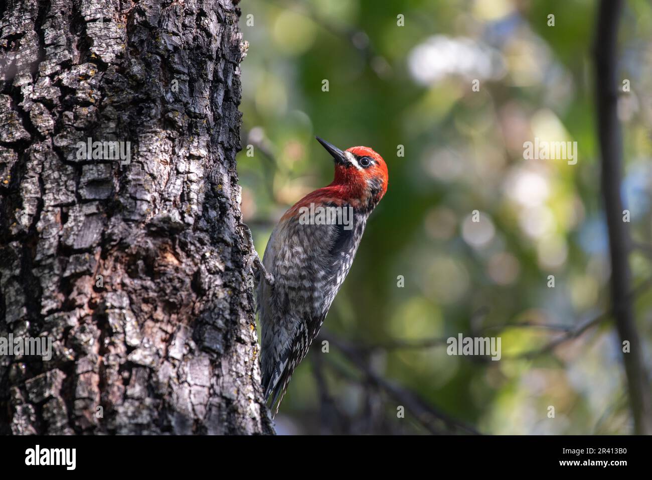 Red-headed sapsucker clinging onto a tree Stock Photo