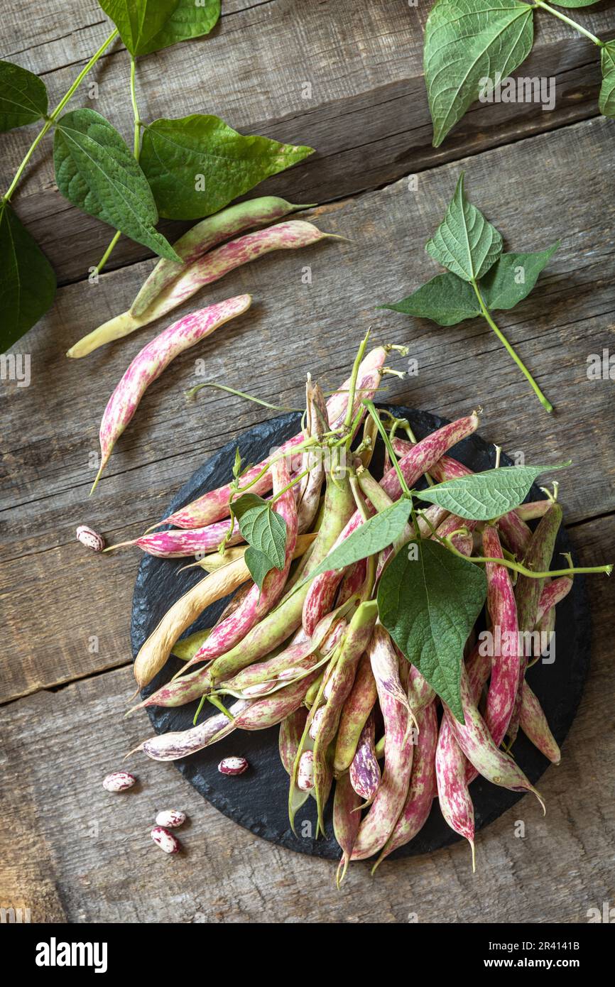 Beans of bean, brown bean (of dried beans) bunch harvest on a rustic ...