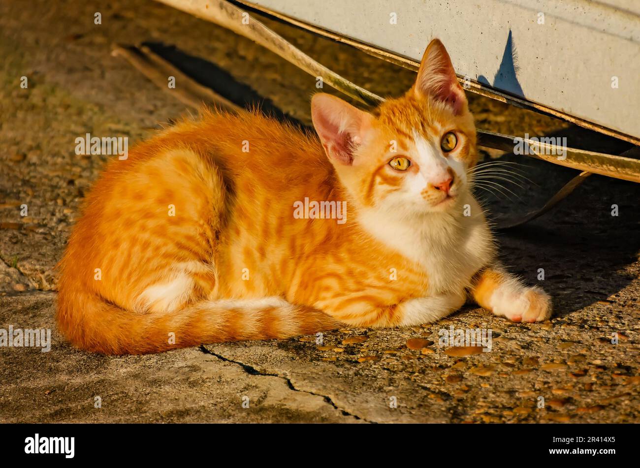 An orange and white feral kitten is pictured, May 22, 2023, in Coden, Alabama. Stock Photo