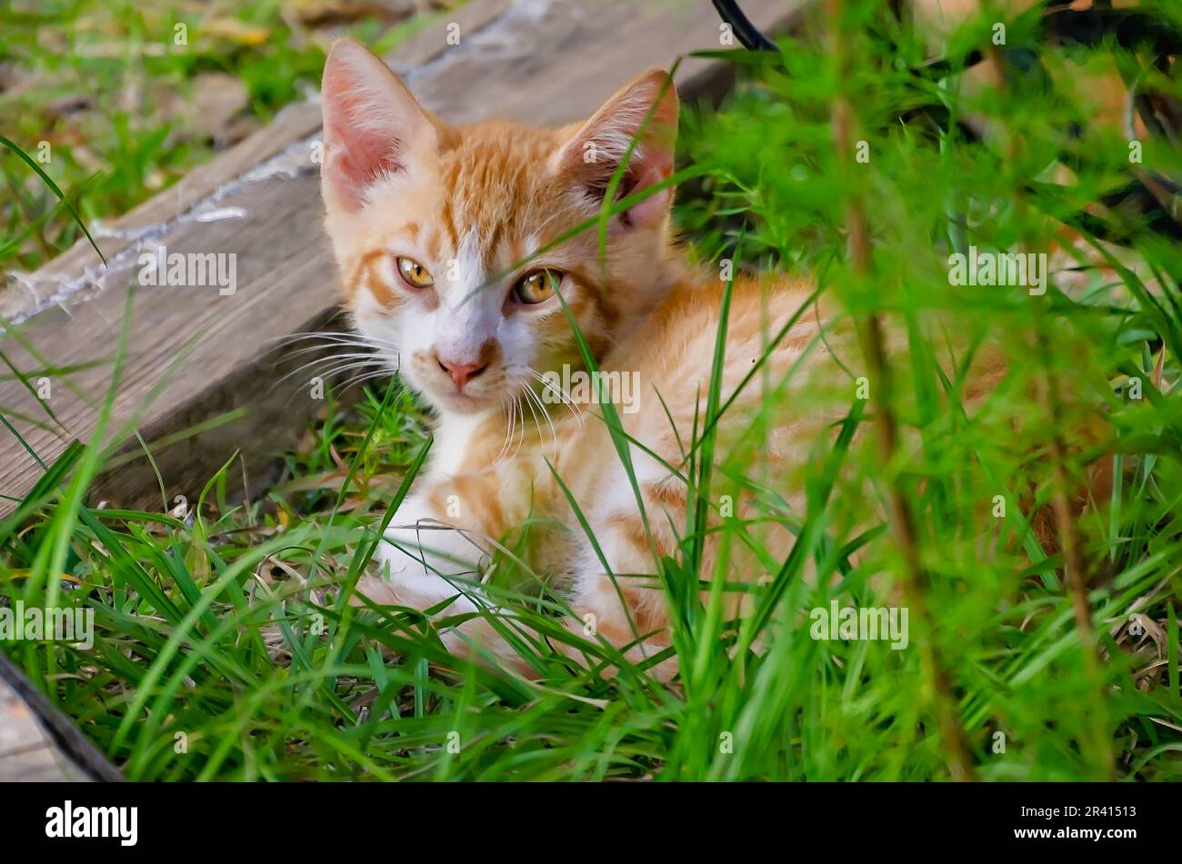 An orange and white feral kitten is pictured, May 22, 2023, in Coden, Alabama. Stock Photo