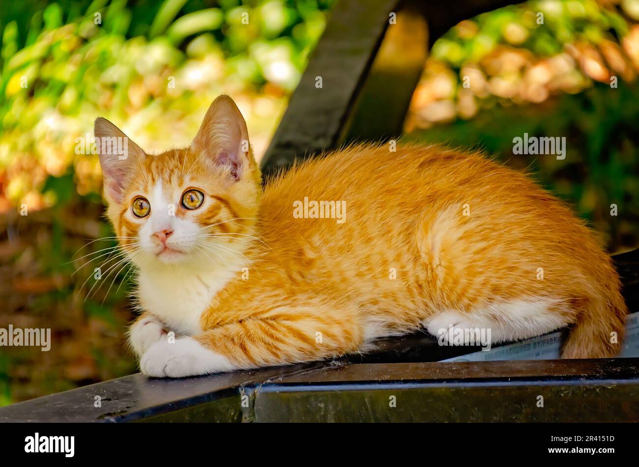 An orange and white feral kitten is pictured, May 13, 2023, in Coden, Alabama. Stock Photo