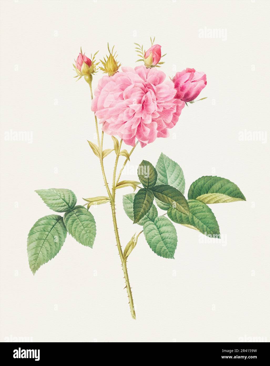Beautiful Rose Flower illustration. Agatha rose Stock Photo