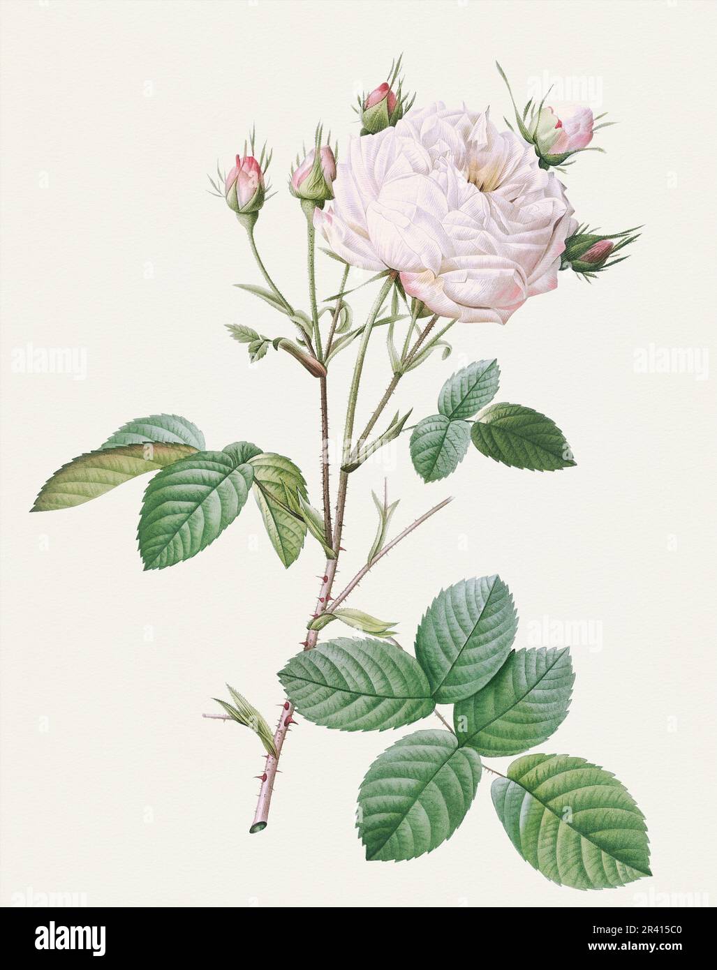 Drawing A Detailed Cabbage Roses Beautiful Rose Flower illustration. Cabbage Rose Stock Photo - Alamy