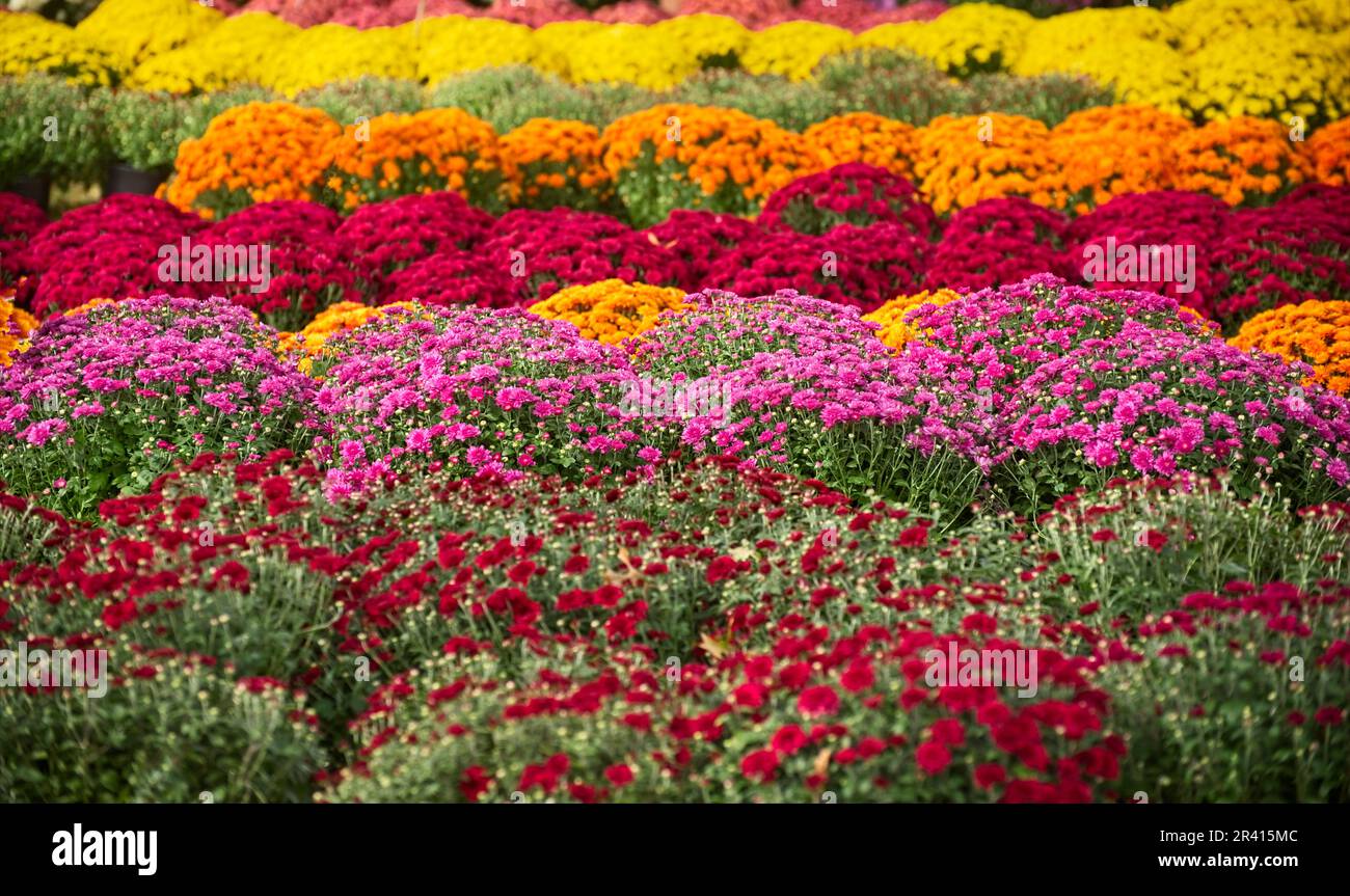 Barberton mum festival hires stock photography and images Alamy