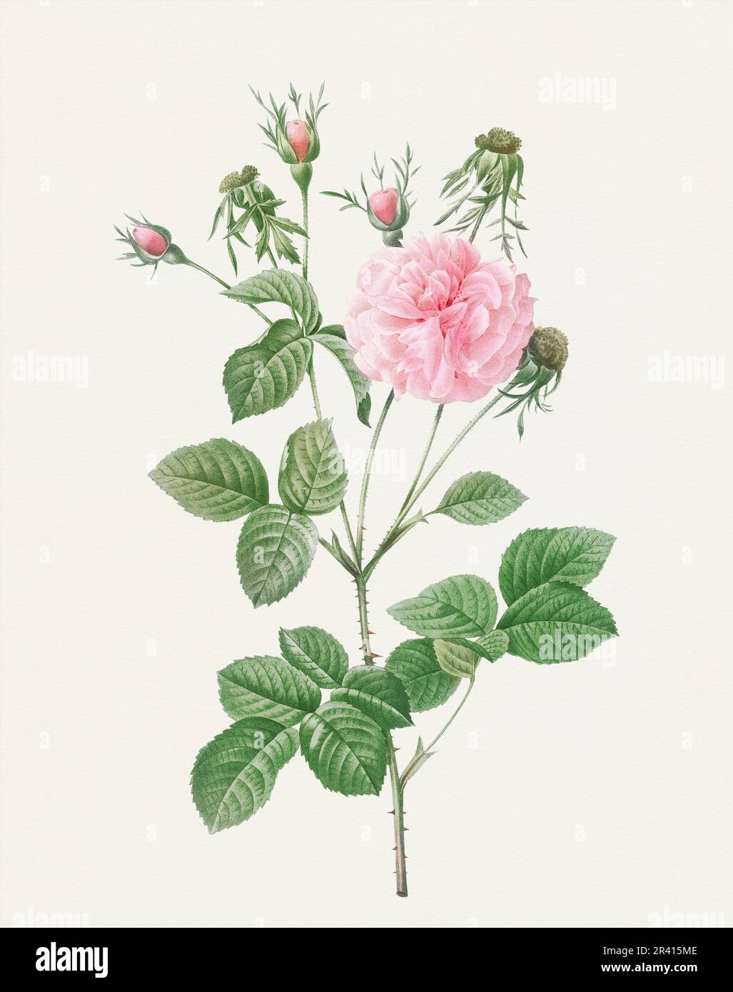 Beautiful Rose Flower illustration. Pink Agatha Rose Stock Photo