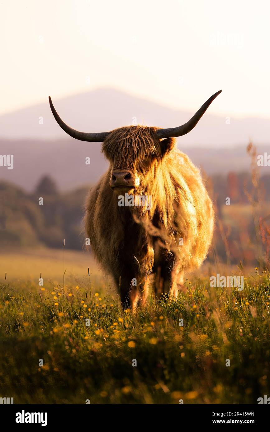 Brown Scottish Highland Cattle with long horns lies on the field in the ...