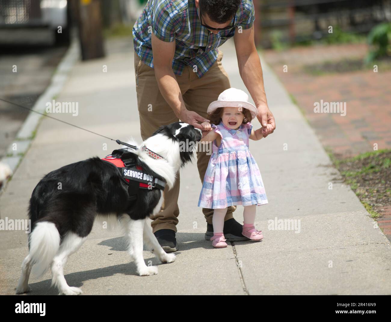 Sevice dog hires stock photography and images Alamy