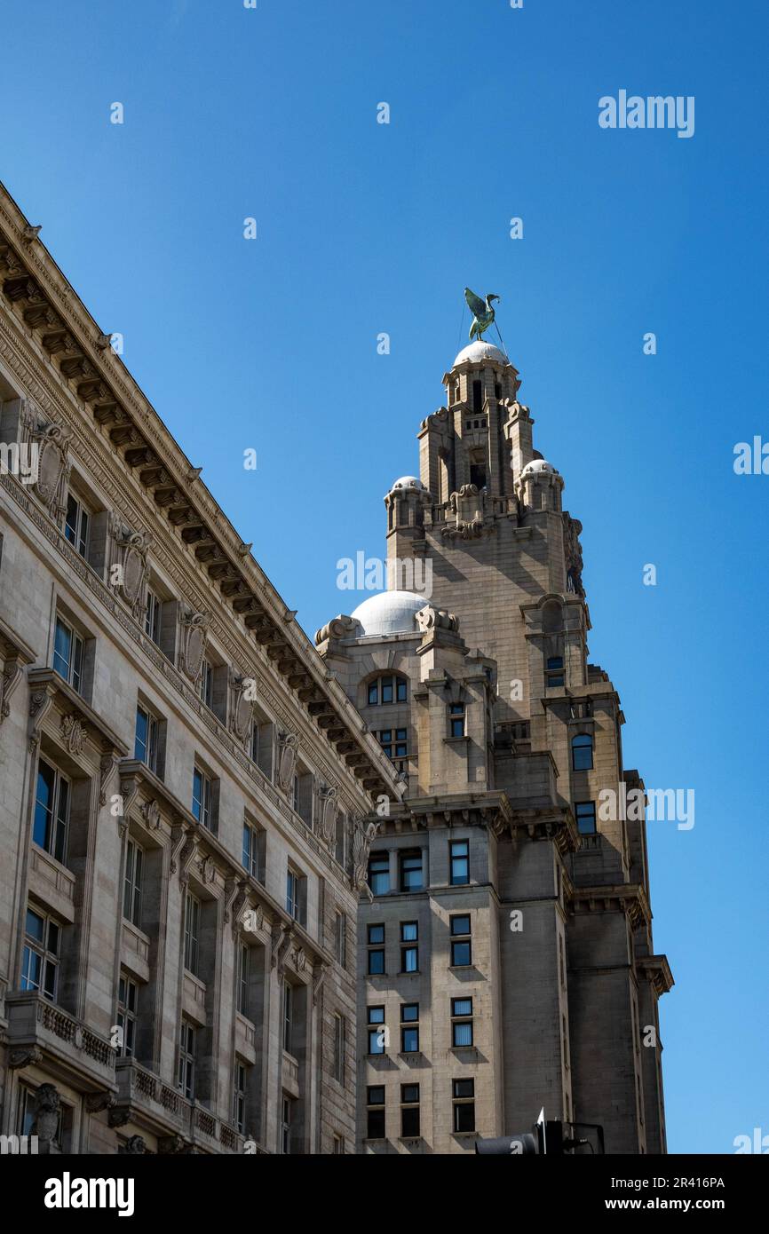 Bertie, the male Liver Bird looks over the city of Liverpool Stock Photo