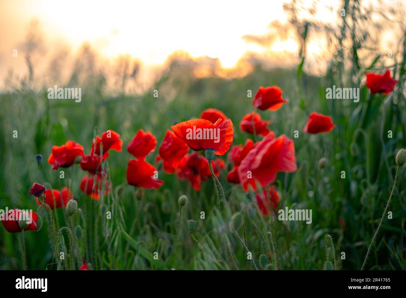 red poppies in the field against the backdrop of a sunset on a summer ...