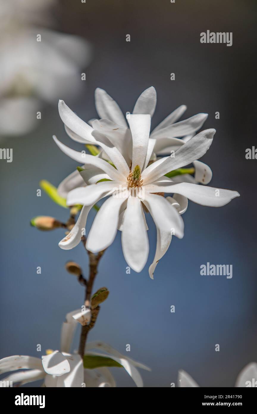Star magnolia Stock Photo