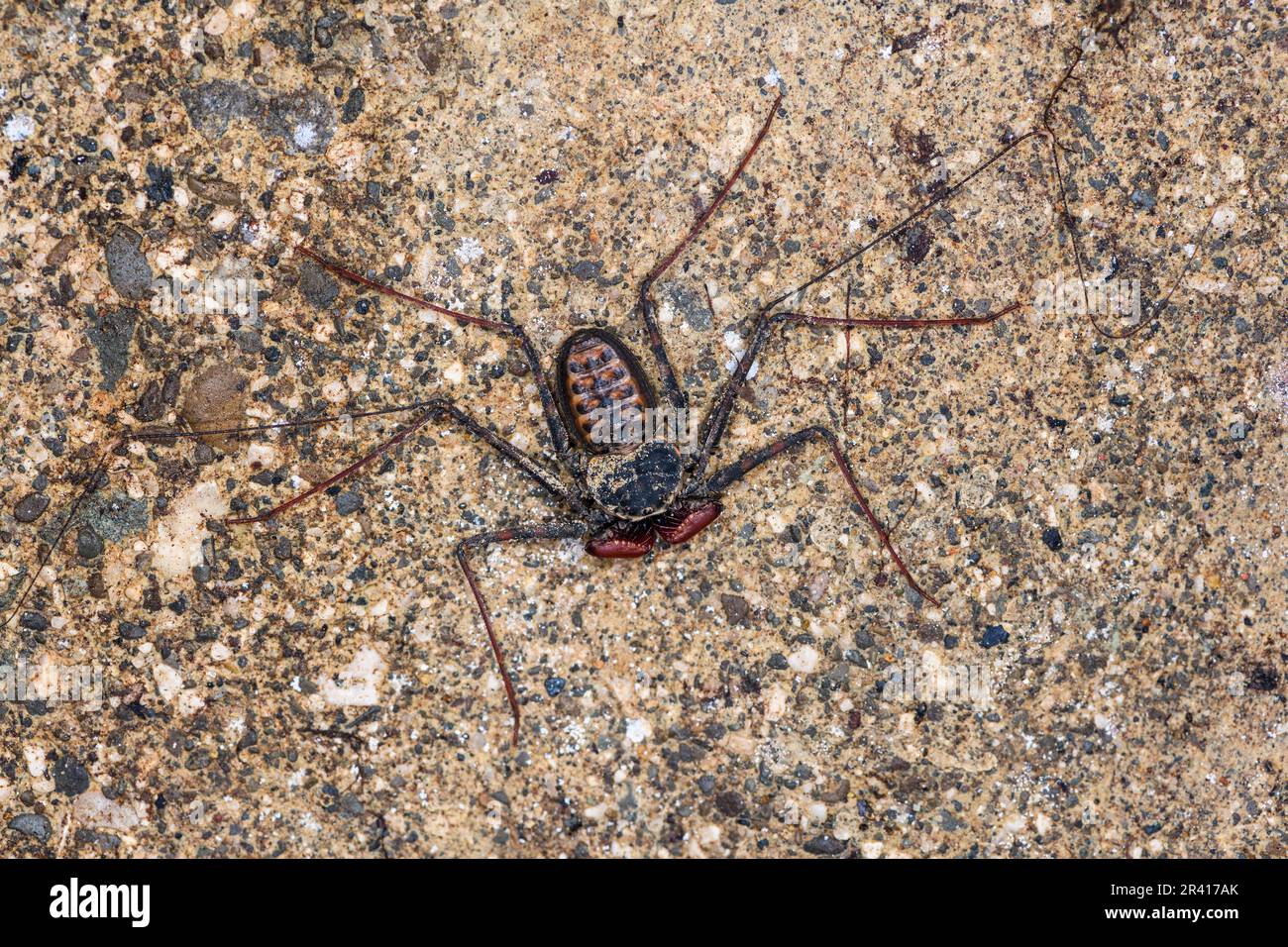 Whip spider (Paraphrynus laevifrons) from Golfito, Osa Peninsula, Costa