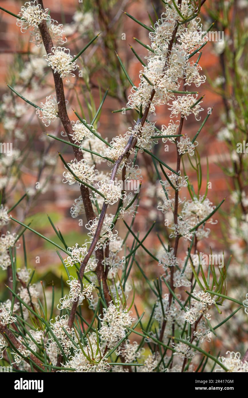 Hakea Lissosperma (Needlebush) flowering in a garden in late May Stock Photo
