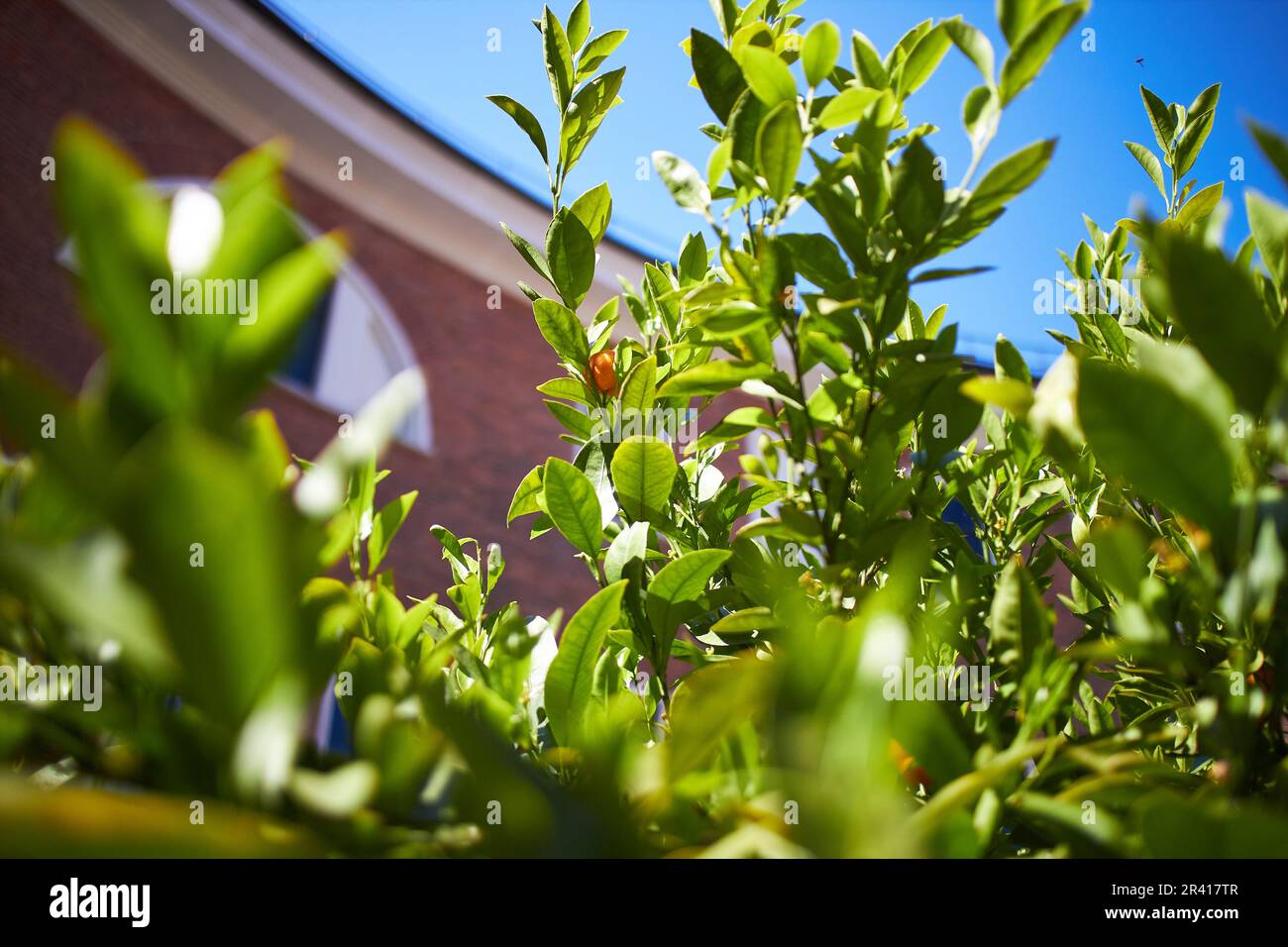 Citrus orange fruits on the branches in bright sunlight in the summer garden. Tangerine tree close-up. Stock Photo