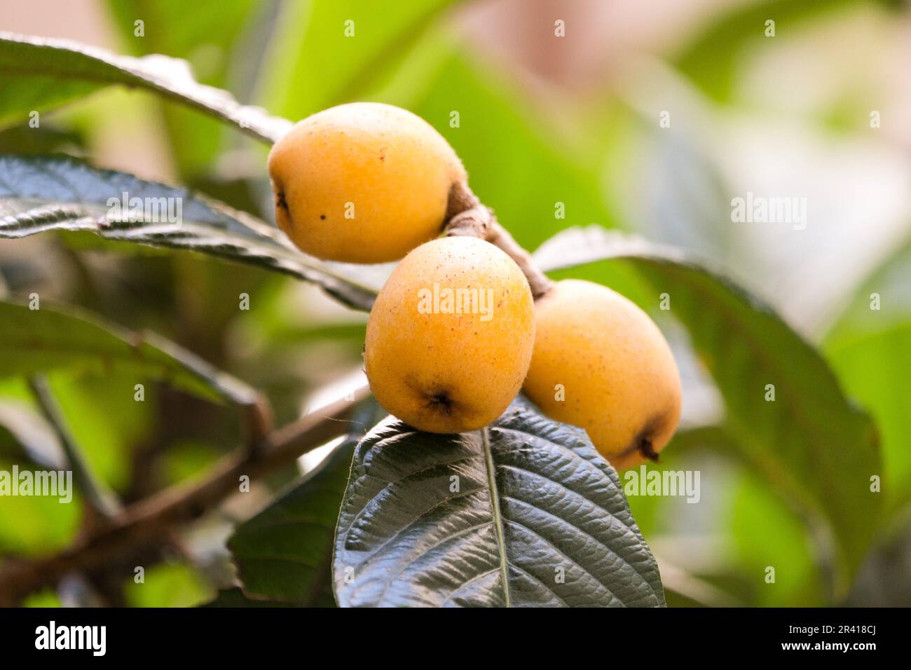 Close up yellow japanese medlaar loquat with leaves at tree. Selective focus. Stock Photo