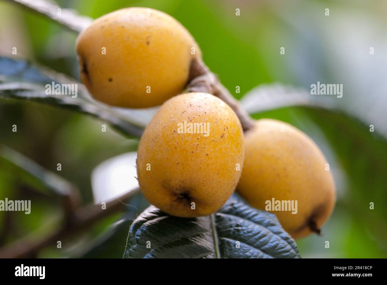 Close up yellow japanese medlaar loquat with leaves at tree. Selective focus. Stock Photo