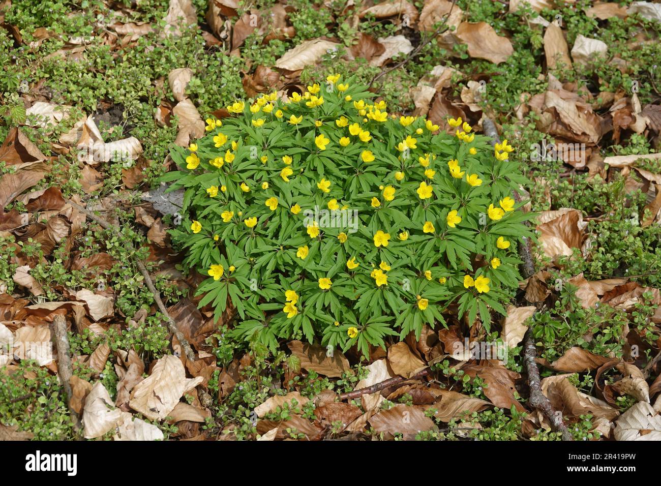 Anemone ranunculoides, yellow wood anemone Stock Photo - Alamy