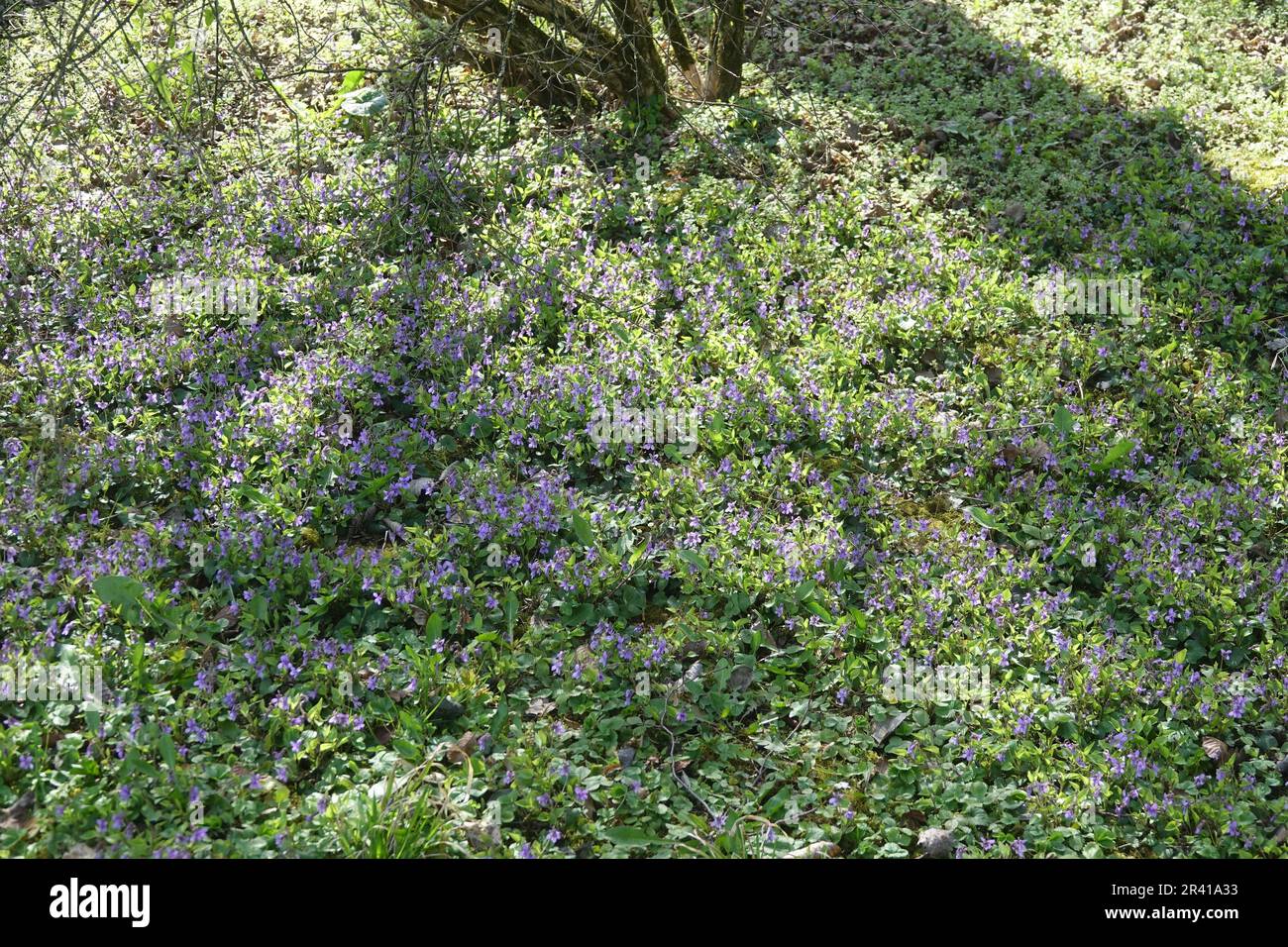 Viola odorata, sweet violet Stock Photo