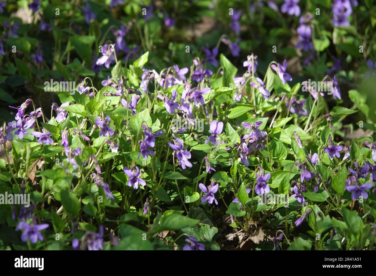 Viola odorata, sweet violet Stock Photo
