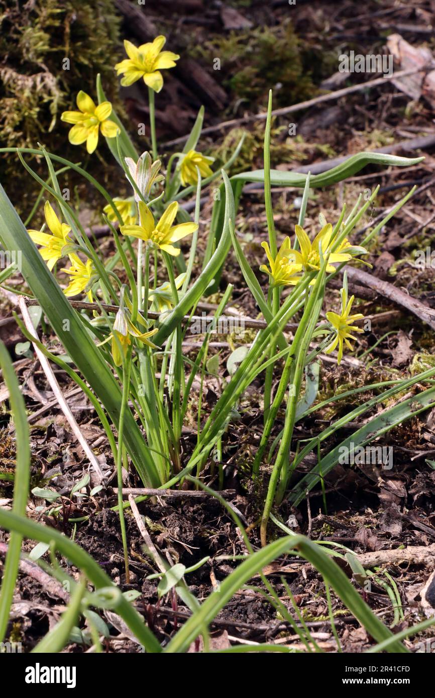 Forest yellow star (Gagea lutea), also common yellow star or forest gold star Stock Photo