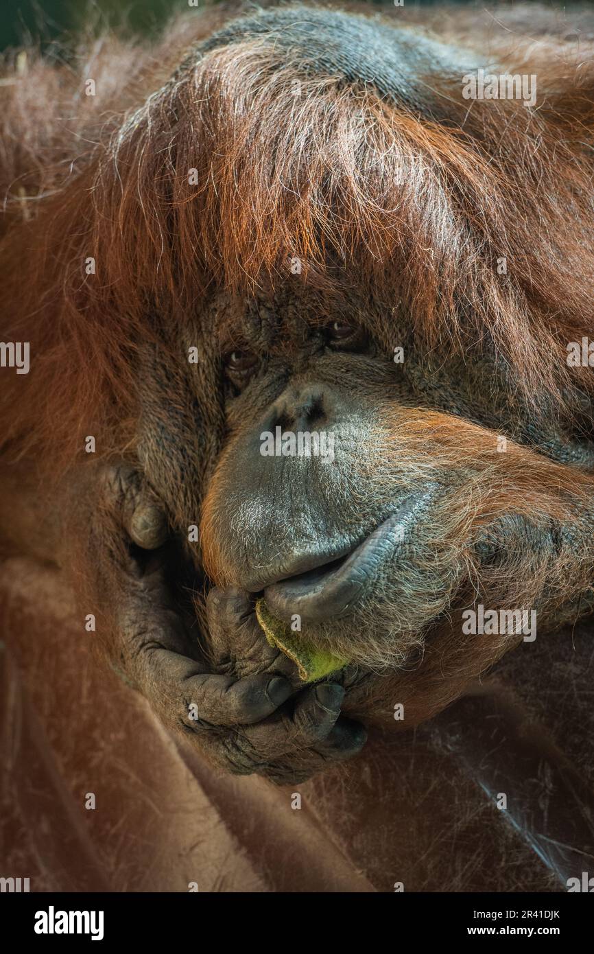 Male of Bornean orangutan, Pongo pygmaeus, Hominidae, Ménagerie (Zoológico) del Jardín de las Plantas, Paris, France Stock Photo