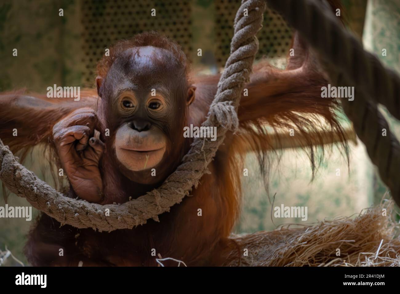Young Bornean orangutan, Pongo pygmaeus, Hominidae, Ménagerie (Zoológico) del Jardín de las Plantas, Paris, France Stock Photo