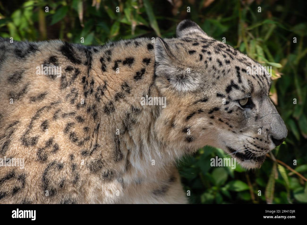 Snow leopard, Panthera uncia, Felidae, Ménagerie (Zoológico) del Jardín de las Plantas, Paris, France Stock Photo