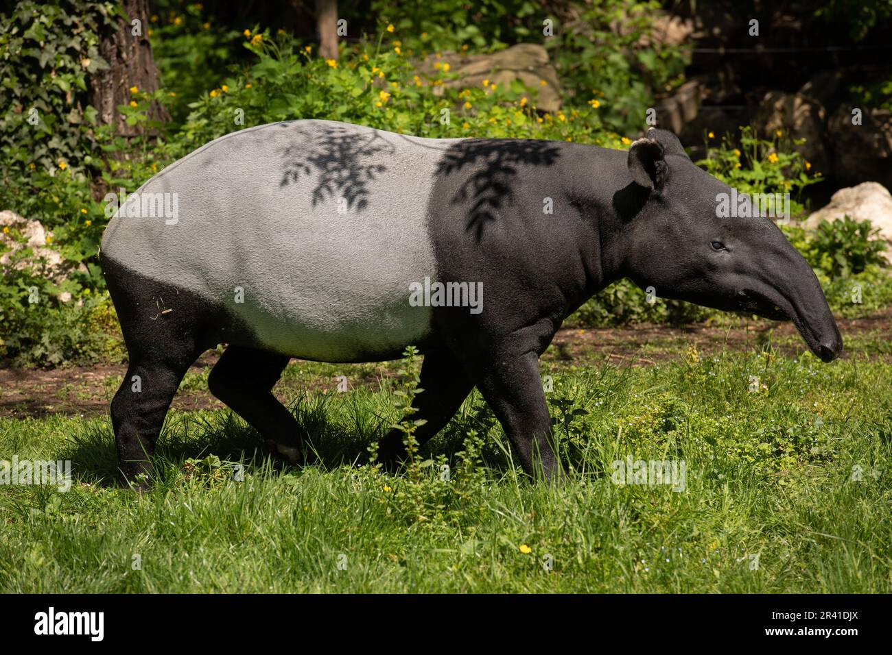 Malayan tapir, Tapirus indicus, Tapiridae, Ménagerie (Zoológico) del Jardín de las Plantas, Paris, France Stock Photo