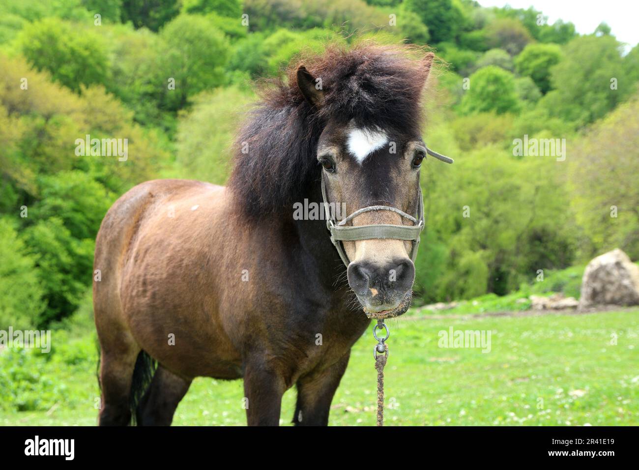 A Pony (Horse) seen in a meadow in the Caucasus Mountains on the territory of the Republic of Karachay-Cherkessia, near Honey Waterfalls, in the Russian Federation. Stock Photo
