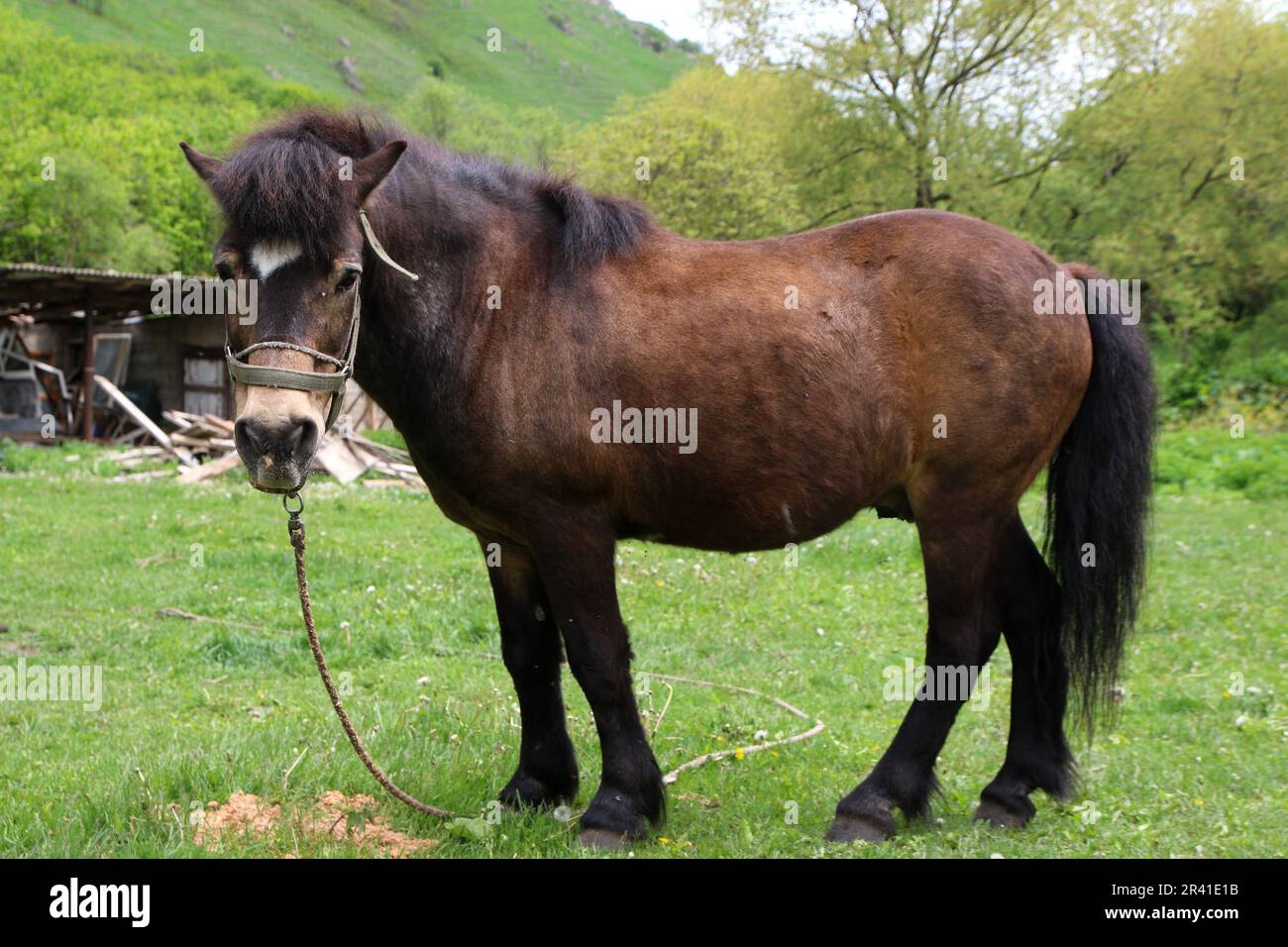 A Pony (Horse) seen in a meadow in the Caucasus Mountains on the territory of the Republic of Karachay-Cherkessia, near Honey Waterfalls, in the Russian Federation. Stock Photo