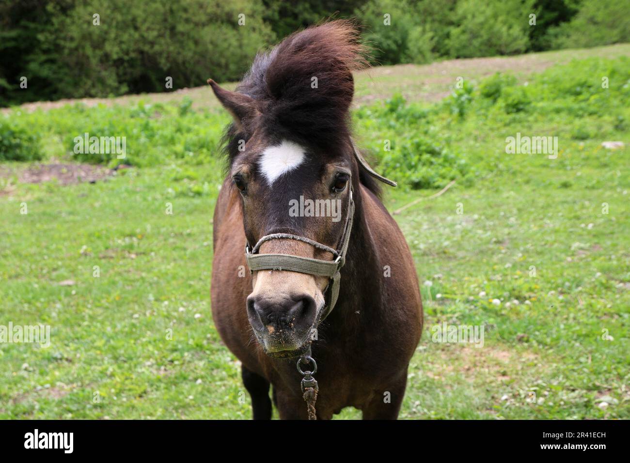Republic Of Karachay Cherkessia, Russia. 23rd May, 2023. A Pony (Horse) seen in a meadow in the Caucasus Mountains on the territory of the Republic of Karachay-Cherkessia, near Honey Waterfalls, in the Russian Federation. (Photo by Maksim Konstantinov/SOPA Images/Sipa USA) Credit: Sipa USA/Alamy Live News Stock Photo