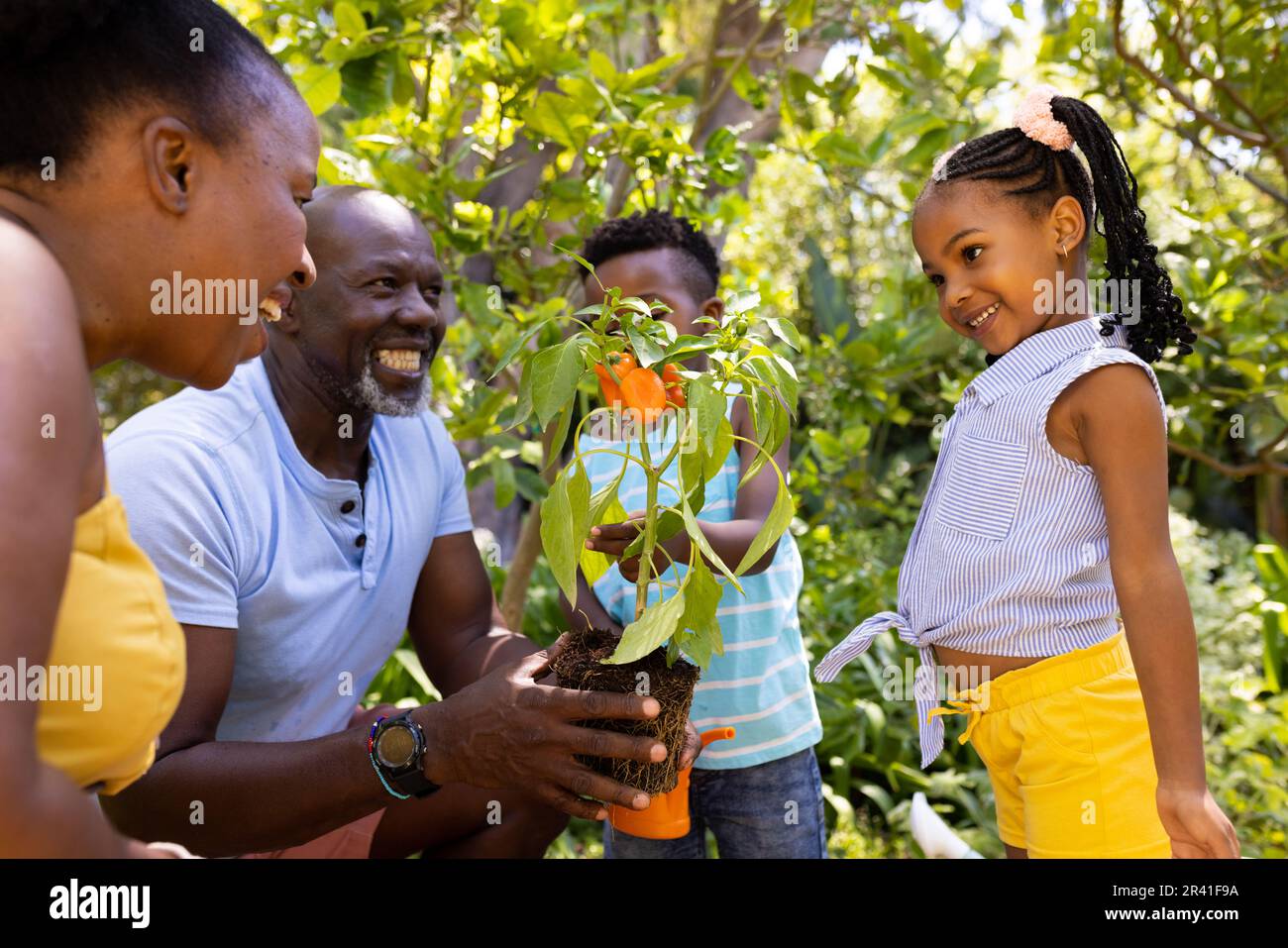 Happy african american grandparents gardening bell pepper plant with