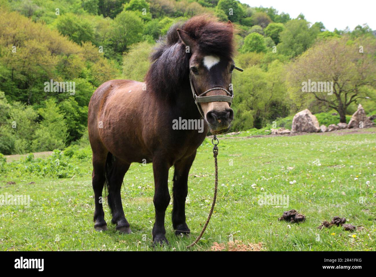 May 23, 2023, Republic of Karachay-Cherkessia, Russia: A Pony (Horse) seen in a meadow in the Caucasus Mountains on the territory of the Republic of Karachay-Cherkessia, near Honey Waterfalls, in the Russian Federation. (Credit Image: © Maksim Konstantinov/SOPA Images via ZUMA Press Wire) EDITORIAL USAGE ONLY! Not for Commercial USAGE! Stock Photo