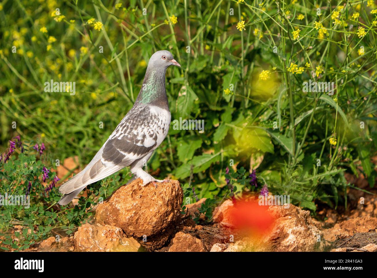 Checker feather pattern of homing speed racing pigeon Stock Photo