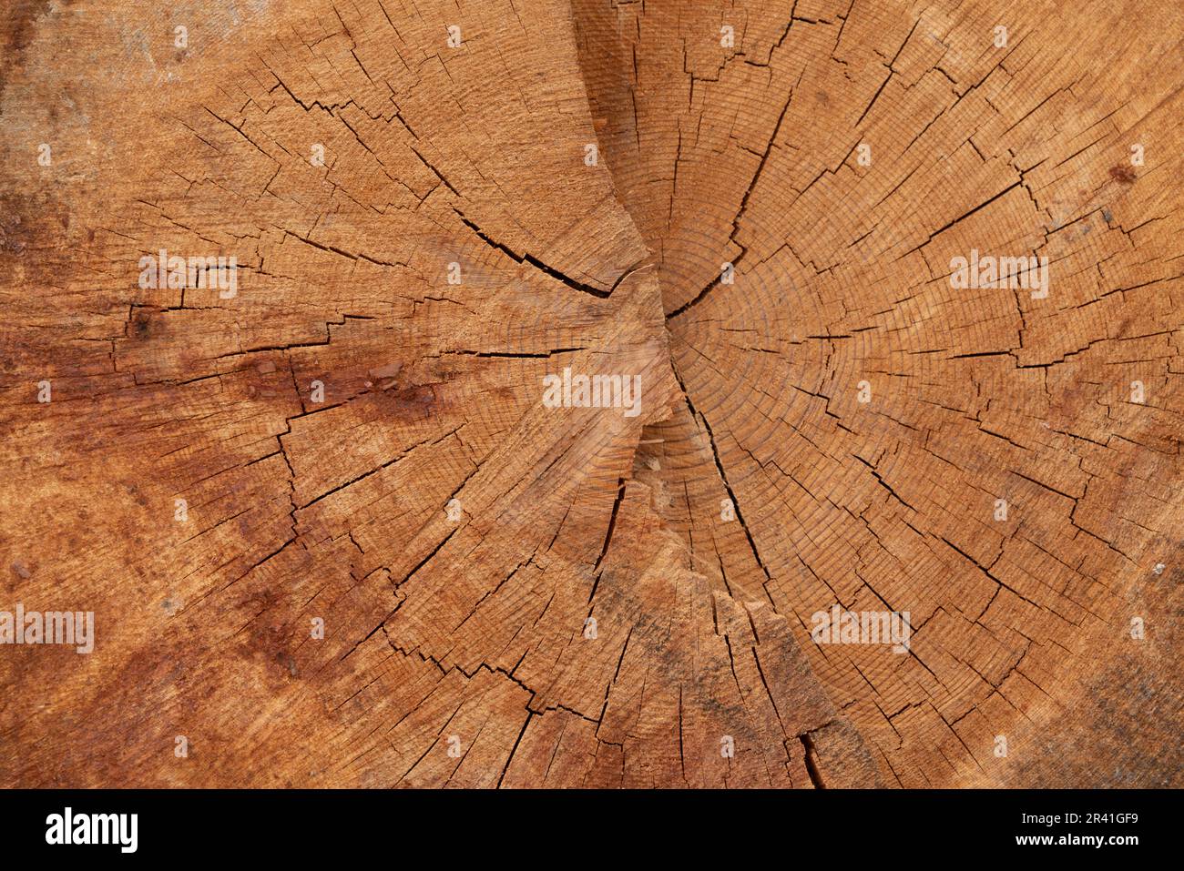 A view from inside a felled tree. a tree stump pattern. Texture of wood. Stock Photo