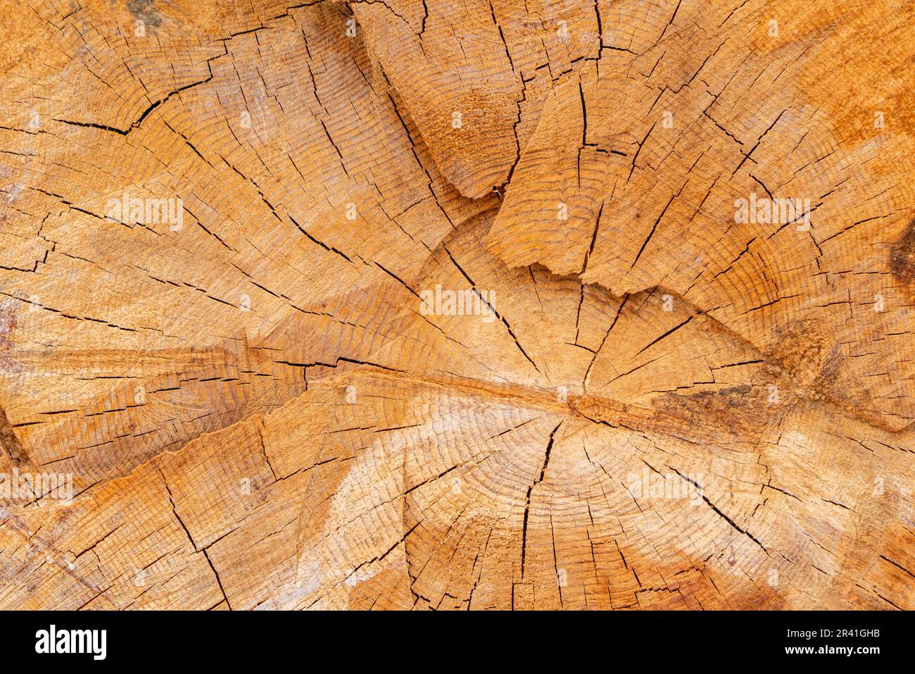 A view from inside a felled tree. a tree stump pattern. Texture of wood. Stock Photo