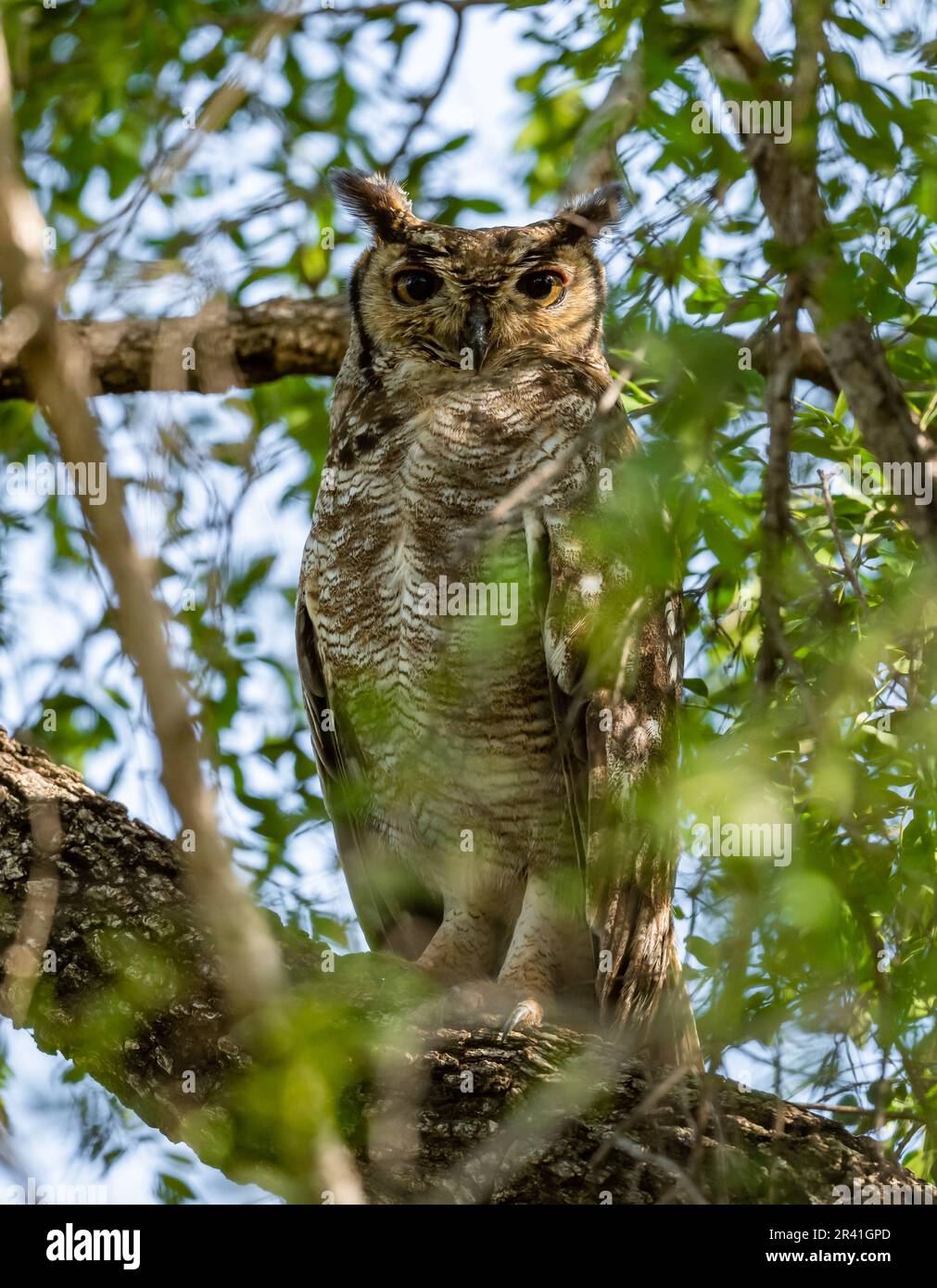 A Spotted Eagle-Owl (Bubo africanus) perched on a branch during day