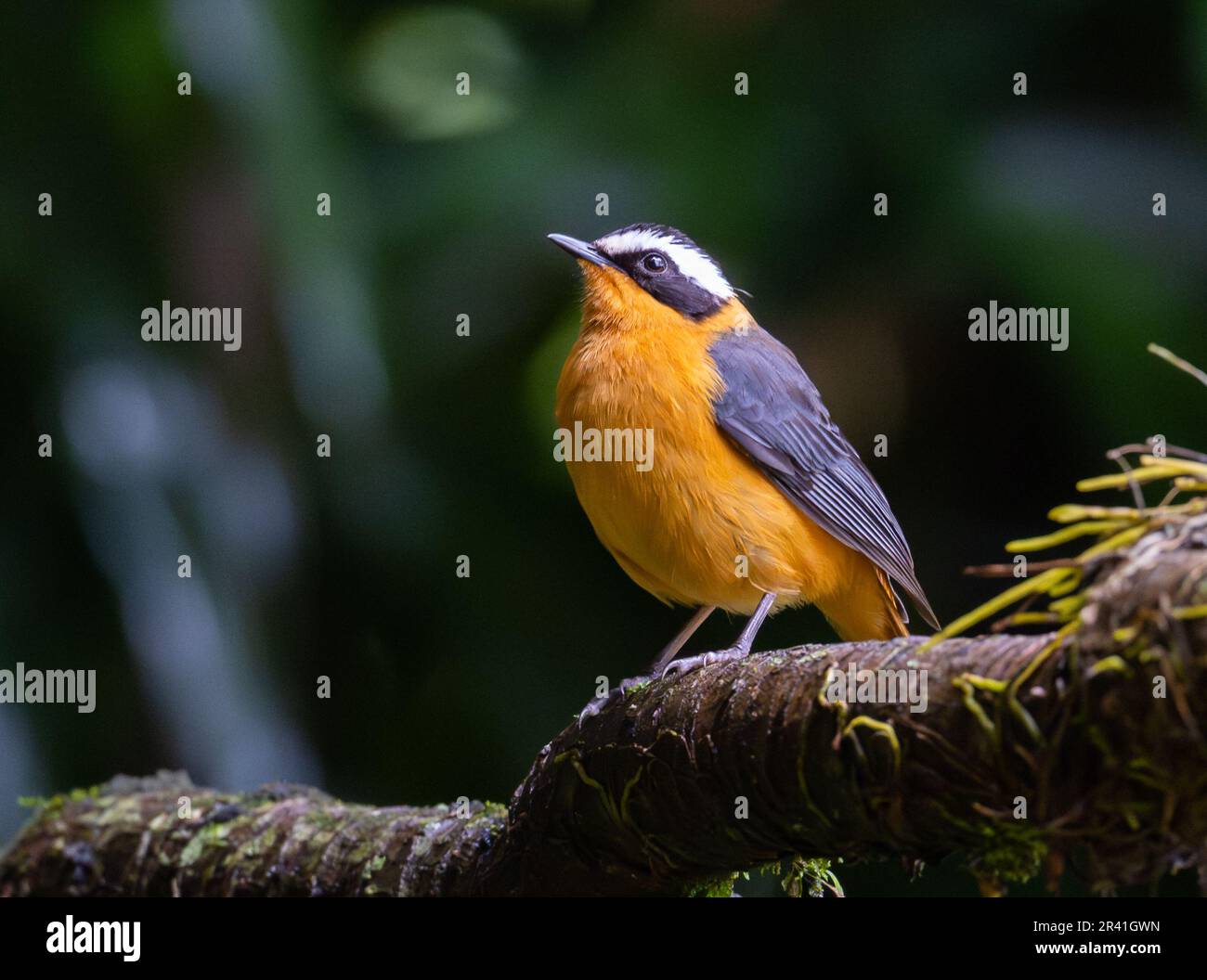 A White-browed Robin-Chat (Cossypha heuglini) standing on a branch. Kenya, Africa. Stock Photo