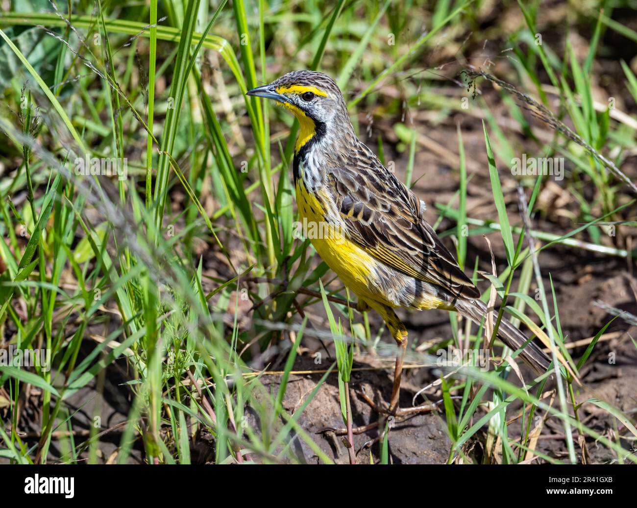 A Yellow-throated Longclaw (Macronyx croceus) foraging in grass field. Kenya, Africa. Stock Photo