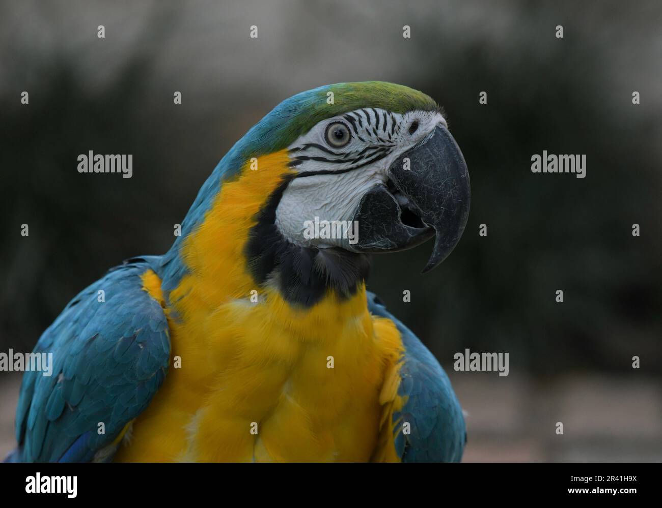 Blue and yellow macaw (Ara ararauna) an exotic bird in zoo Stock Photo