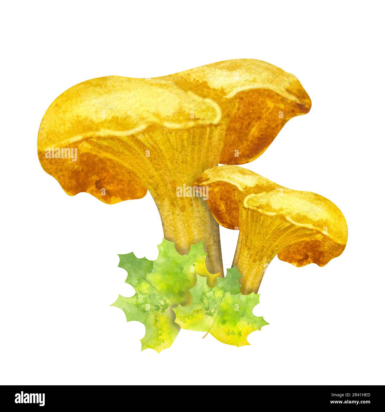 Orange chanterelle, maple leaf. Edible forest mushroom. Botanical