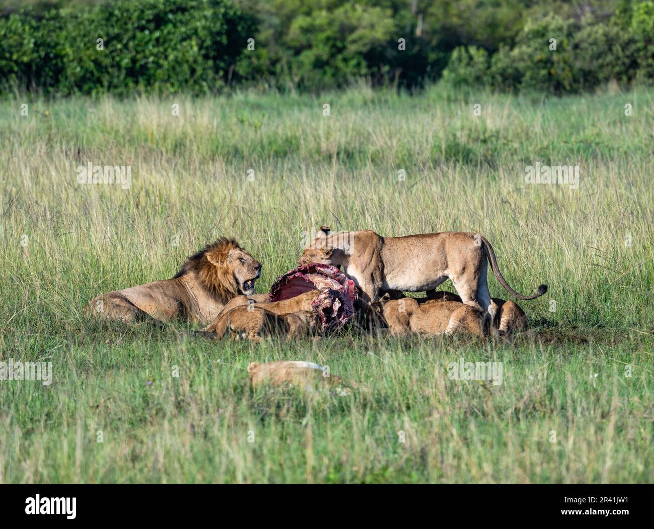 A family group of African Lions (Panthera leo) feeding on a carcass